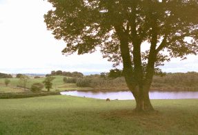 Click to Enlarge:  Cuttlehill Woods and pond from site of former house.