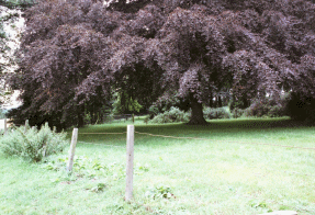 Click to Enlarge:  Carriage way runs on left under the large tree.